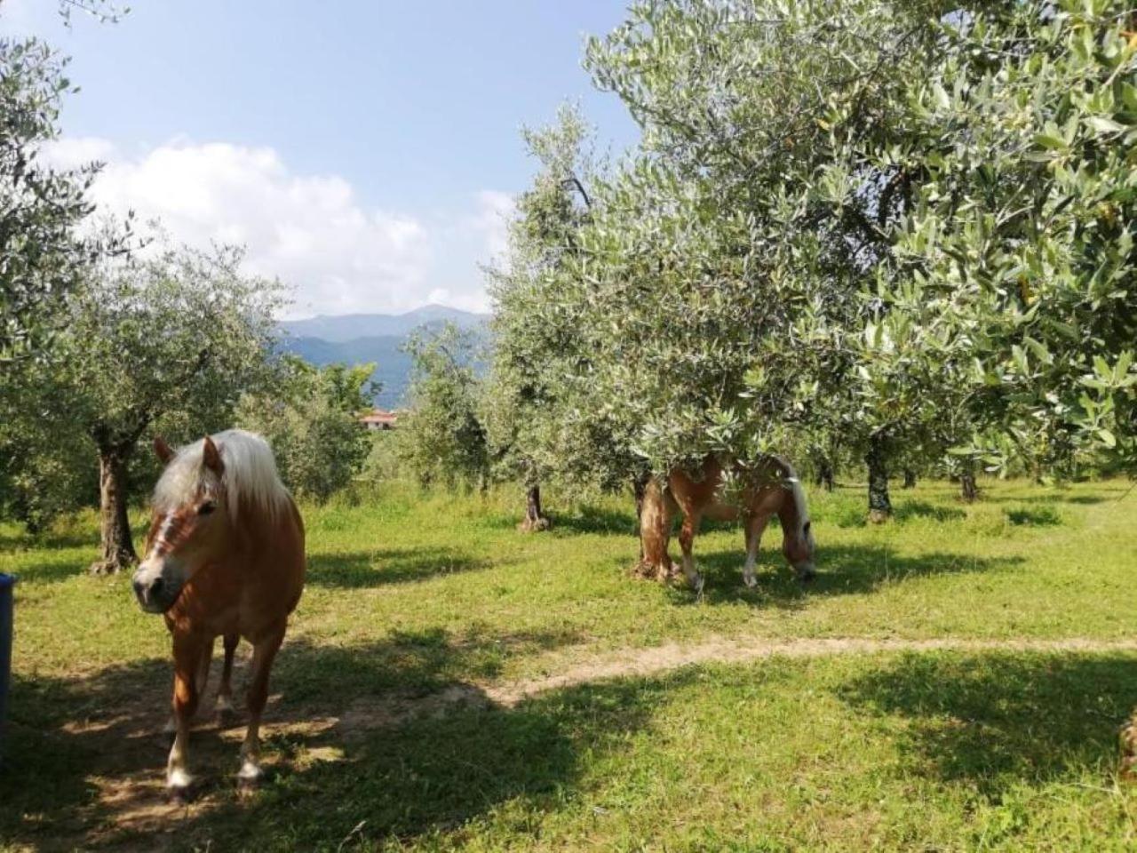 Dolce Lago B&B Сан Феличе дел Бенако Екстериор снимка